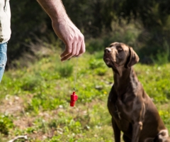 El adiestramiento del perro de caza: obediencia y posiciones